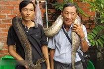 "Đột nhập" trại nuôi trăn đột biến và cá sấu lớn nhất vùng biên