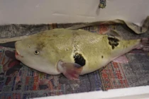 Con cá vừa xấu xí vừa kịch độc mà có giá gần 7 triệu một miếng bé xíu