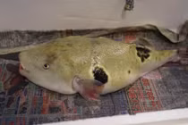 Con cá vừa xấu xí vừa kịch độc mà có giá gần 7 triệu một miếng bé xíu