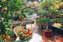 Chiêm ngưỡng khu vườn bình yên ngập tràn hoa trái ai cũng mơ 