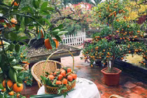 Chiêm ngưỡng khu vườn bình yên ngập tràn hoa trái ai cũng mơ 