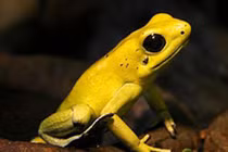 Video: Sinh vật tí hon có nọc độc đủ đoạt mạng 20 người trưởng thành