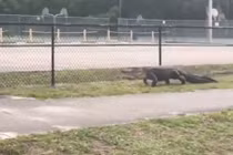 Cá sấu khổng lồ nhởn nhơ "tản bộ" bên ngoài trường học