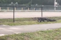 Cá sấu khổng lồ nhởn nhơ "tản bộ" bên ngoài trường học