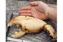 Nhặt được càng tôm hùm to hơn cánh tay người