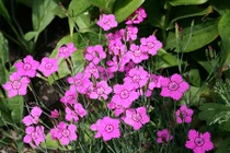 Vẻ đẹp của loài hoa tượng trưng cho tình yêu trong sáng