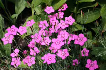 Vẻ đẹp của loài hoa tượng trưng cho tình yêu trong sáng