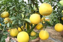 Đưa bưởi Diễn miền Bắc về miền Tây chơi Tết