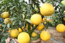 Đưa bưởi Diễn miền Bắc về miền Tây chơi Tết