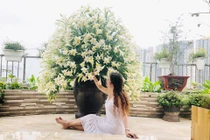 Mẹ Hà Thành khoe bình hoa loa kèn 1000 bông “mười phân vẹn mười“