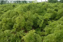 Trồng cây đinh lăng lá nhỏ làm cây thuốc quý cho cả gia đình