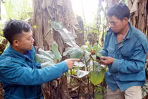 Khám phá khu vườn thuốc quý hiếm bí ẩn trên núi