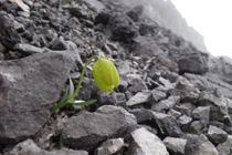 Thảo dược quý hiếm tiến hóa để trốn tránh con người?