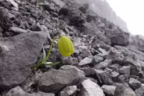 Thảo dược quý hiếm tiến hóa để trốn tránh con người?