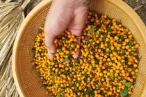 Loại ớt ở nước ngoài bán nửa tỷ/kg, trong nước lại rẻ bất ngờ