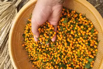 Loại ớt ở nước ngoài bán nửa tỷ/kg, trong nước lại rẻ bất ngờ