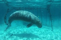 Video: Sự thật đáng sợ được nhóm thợ lặn khám phá dưới đáy đại dương