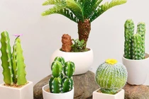 5 lỗi phong thủy khi trồng cây trong nhà ảnh hưởng tài lộc gia chủ