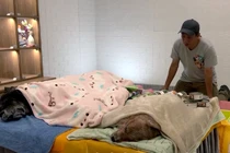 Video: Người đàn ông Hong Kong làm lễ hỏa táng cho chó