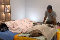 Video: Người đàn ông Hong Kong làm lễ hỏa táng cho chó