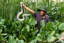 Lạ mà hay: Mới 2 năm mà nhân nuôi lúc nhúc 1.000 con rắn