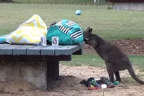 "Đạo chích" kangaroo ngang nhiên lục đồ của du khách