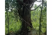 Có dấu hiệu giả hồ sơ cây "quái thú" bắt ở Quảng Ngãi