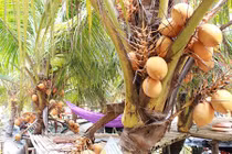 Video: "Đột nhập" vườn trái cây trồng dừa và ổi 2 màu siêu lạ ở Sài Gòn