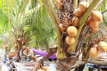 Video: "Đột nhập" vườn trái cây trồng dừa và ổi 2 màu siêu lạ ở Sài Gòn