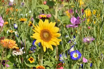 Từ tháng 9, 3 con giáp được quý nhân ghé thăm, làm ăn may mắn