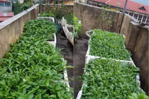 Mẹ đảm vừa trồng rau xanh mướt, vừa nuôi gà sạch trên sân thượng 40m²