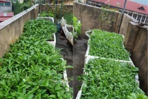 Mẹ đảm vừa trồng rau xanh mướt, vừa nuôi gà sạch trên sân thượng 40m²