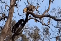 Video: Báo đen thoăn thoắt trèo lên ngọn cây uy hiếp báo hoa mai