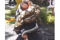 Video: Lính cứu hỏa khổ sở bị trăn dài 5 mét khóa cứng