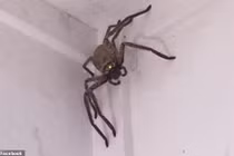 Hãi hùng nhện khổng lồ đột nhập nhà dân