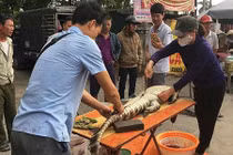 Video: Cận cảnh chích điện, mổ thịt cá sấu ở bến xe