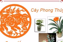 Loại cây phong thủy mà tuổi Hợi nên trồng trong nhà để thu hút tài lộc