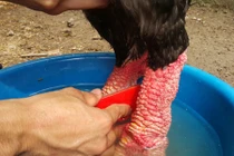 Rửa chân cho gà ngàn đô, lợn thảo dược gây tò mò