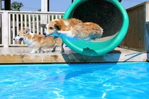 Video: Công ty TQ chơi trội, bao trọn bể bơi 1.000m2 cho chó giảm mỡ