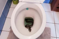 Tá hỏa thấy trăn núp trong bồn cầu nhà vệ sinh