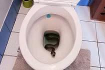 Tá hỏa thấy trăn núp trong bồn cầu nhà vệ sinh