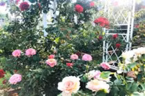 Ở cữ, tôi phát hiện thói quen '"bệnh hoạn" của chồng với giúp việc trẻ