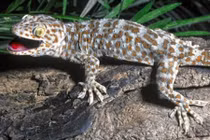 Sự thật chiêu trò mua tắc kè "khủng" nguyên con giá cả tỷ đồng