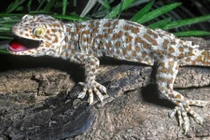 Sự thật chiêu trò mua tắc kè "khủng" nguyên con giá cả tỷ đồng