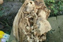 Chàng trai nhặt “cục xương” ở con lạch mang về nhà trưng bày