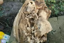 Chàng trai nhặt “cục xương” ở con lạch mang về nhà trưng bày