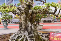 Cây khế cổ dáng khủng, đại gia trả 6 tỷ chủ nhân không bán