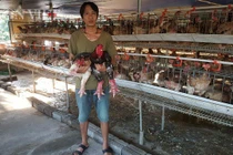 Nuôi gà chân voi đẻ khỏe, kiếm vài chục triệu mỗi tháng