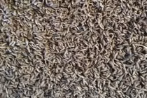 Nuôi những con côn trùng mang lại nguồn thu khủng không ngờ