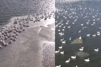 Video: Hàng nghìn thiên nga trắng cùng xuất hiện ở biển Caspi